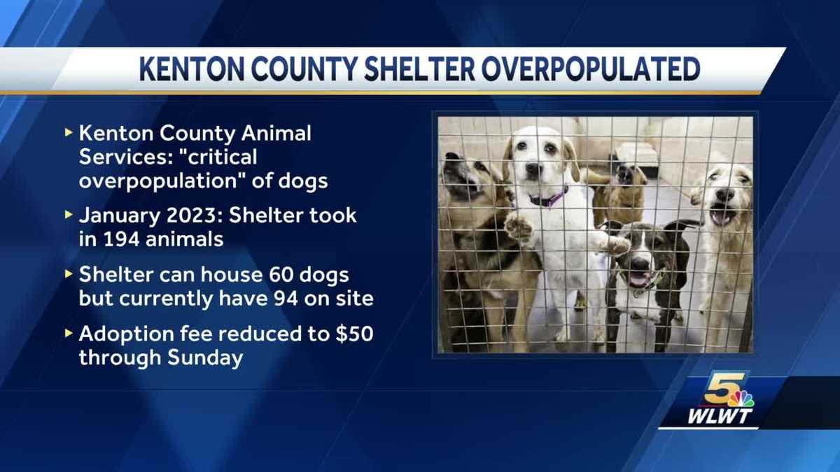Kenton County animal shelter reaches overpopulation of dogs, in need of