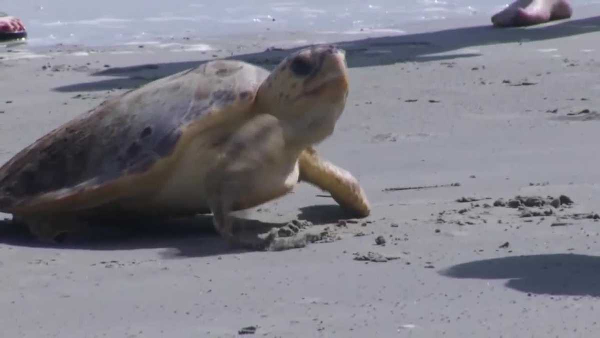 Video: Rehabbed sea turtles released to sea