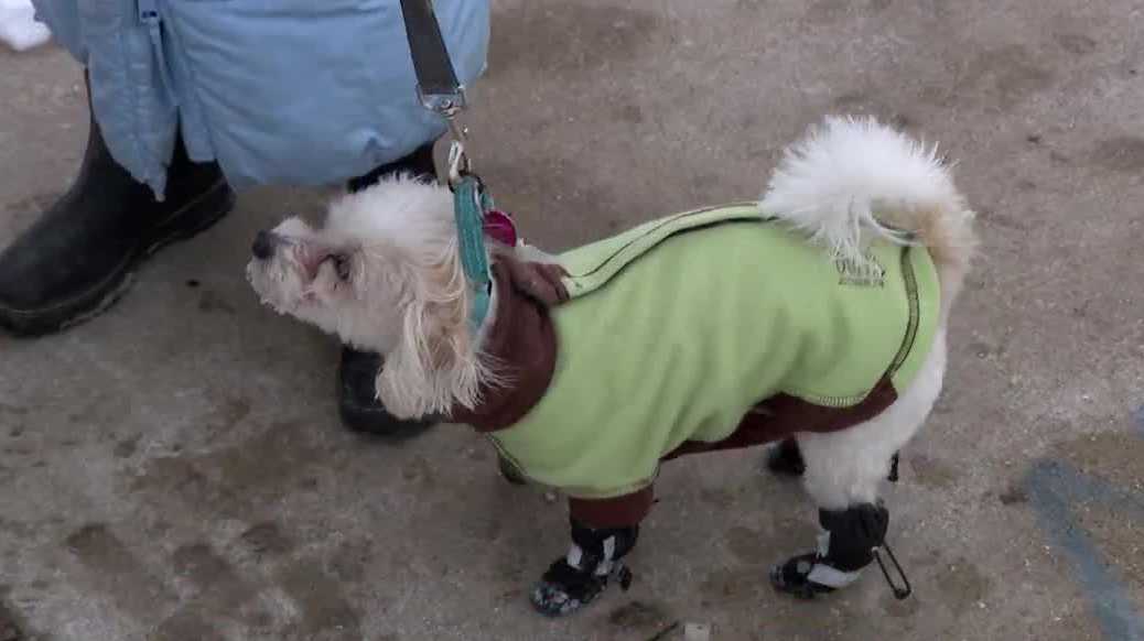 Wisconsin Humane Society urges pet owners to limit animal's time outdoors in frigid temps