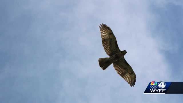 Greenville county: Weather changes signal winter travel for birds - Vimarsana News