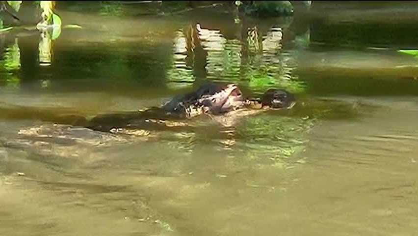 Kiski River Alligator Sighting