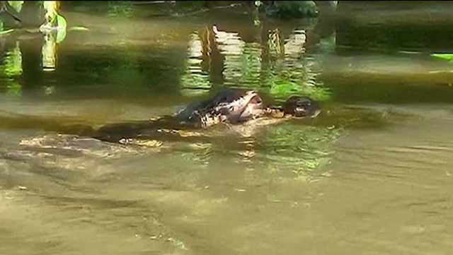 Kiski River, Pa., alligator sighting - Vimarsana News
