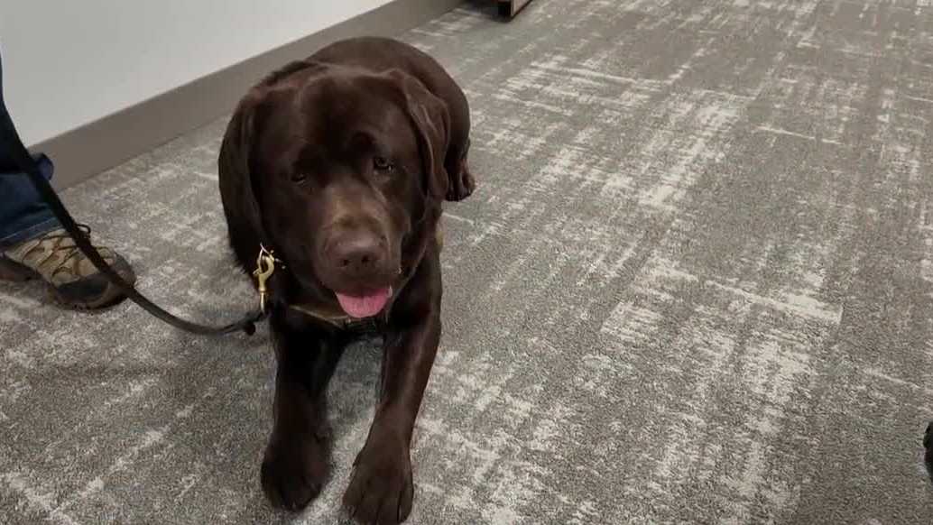 NH House committee approves bill to set standards for training comfort dogs