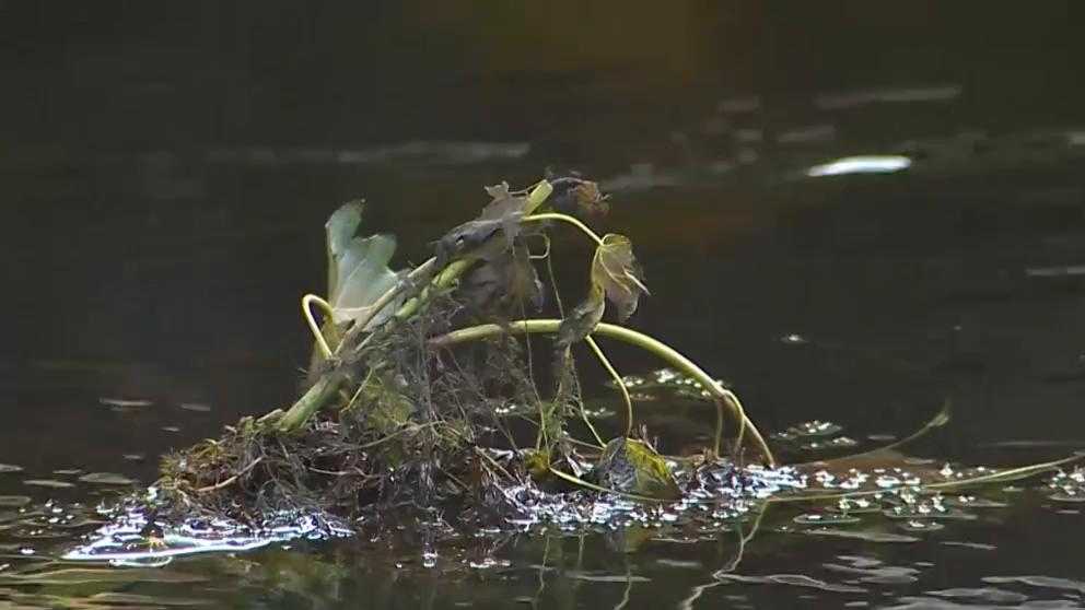'Dead something:' Heavy rain leaves Charles River reeking of death - Vimarsana News