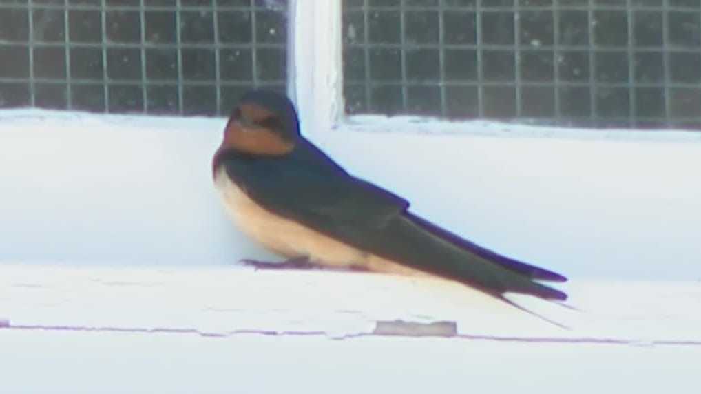 Special town meeting in the works in Rye over barn swallows at Goss Farm
