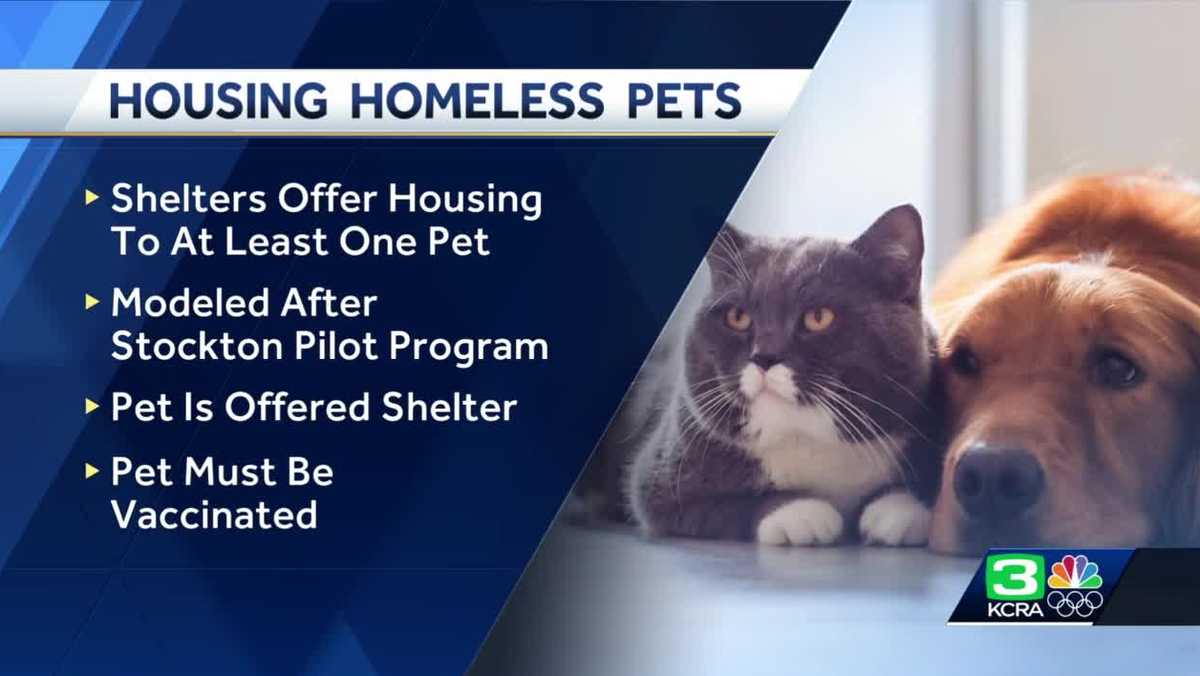 State lawmaker introduces bill for homeless shelters to allow pets
