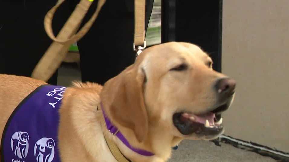 Omaha Fire Department's labrador retriever support dog