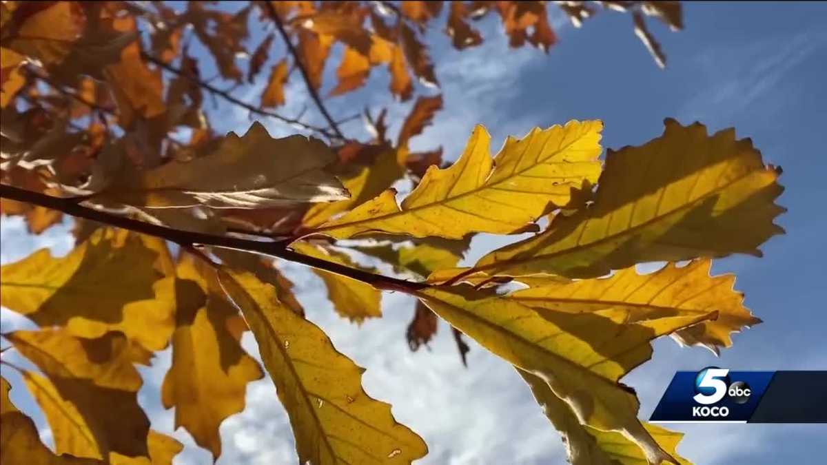 Here are the best places to see fall foliage in Oklahoma - KOCO