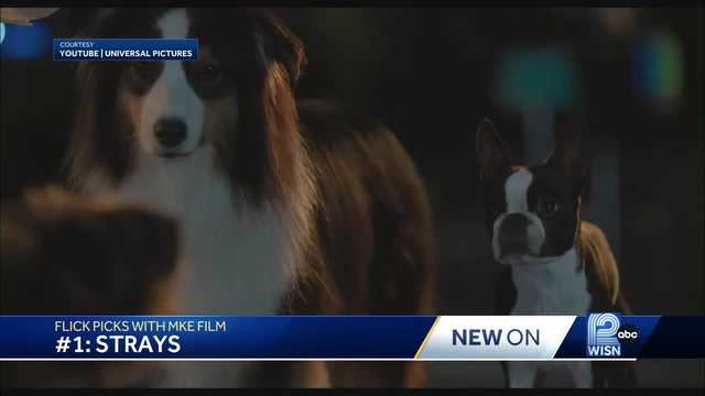 Flick Picks with MKE Film: 'Strays' and more - Vimarsana News