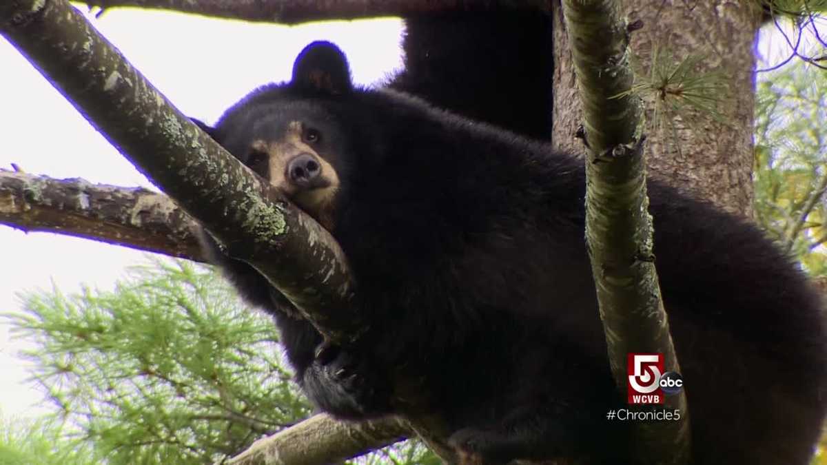 Black bear rehabilitation