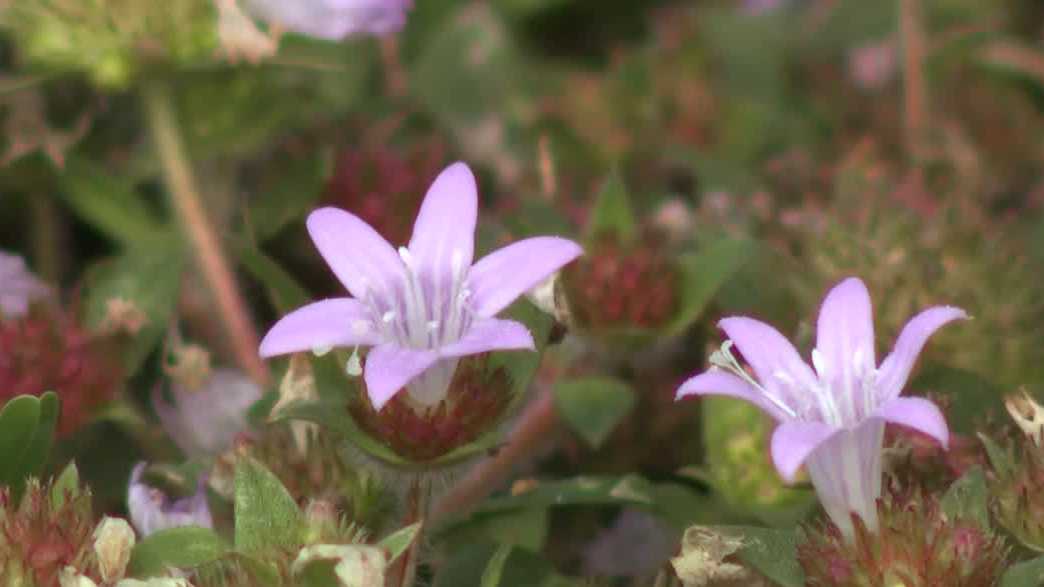 'Florida snow' blankets Gulf Coast neighborhoods amid drought