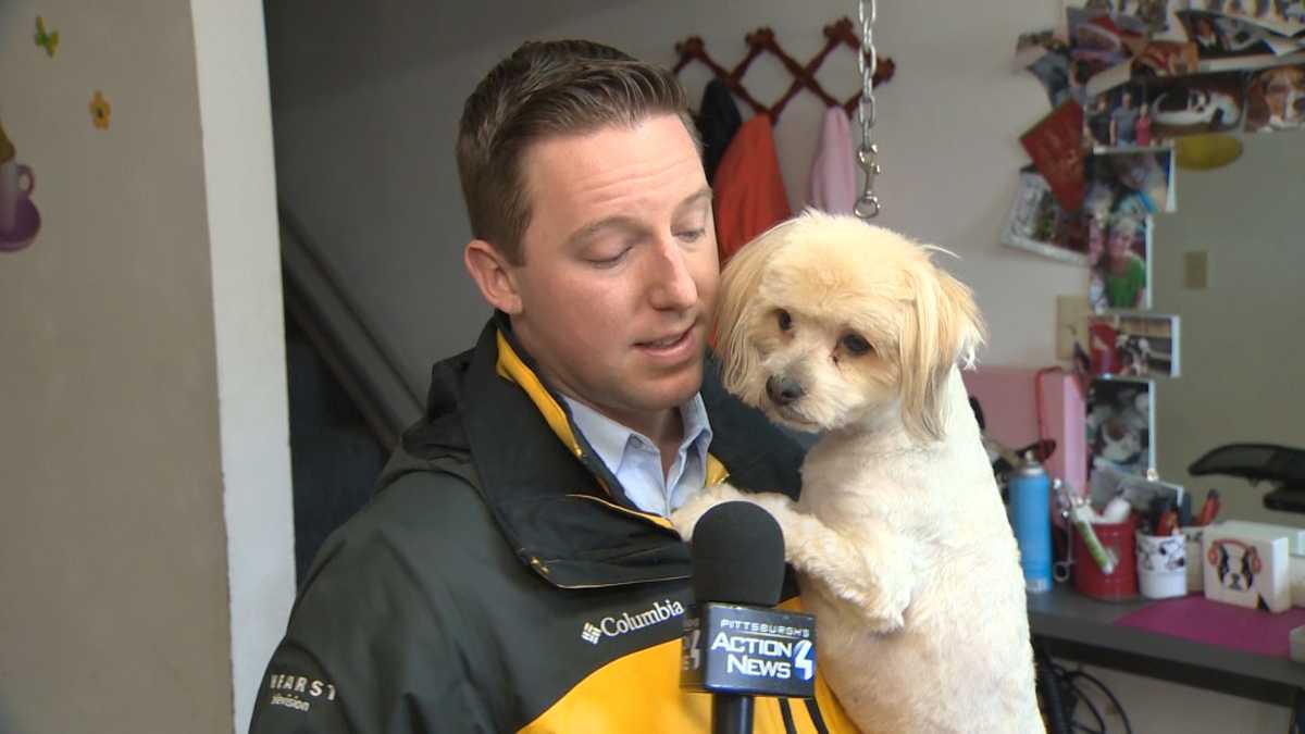 Abandoned dogs rescued from Latrobe home