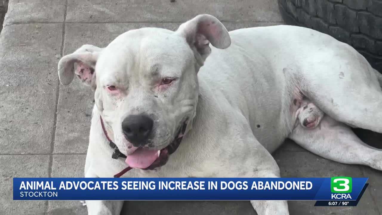 Stockton advocates seek community support as stray dog numbers surge