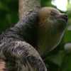FWC proposes new captive sloth rules after deaths at Orlando attraction