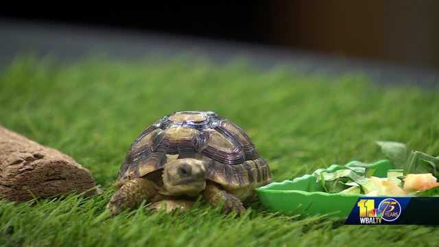 Maryland Zoo previews upcoming events with Juno the tortoise - Vimarsana News