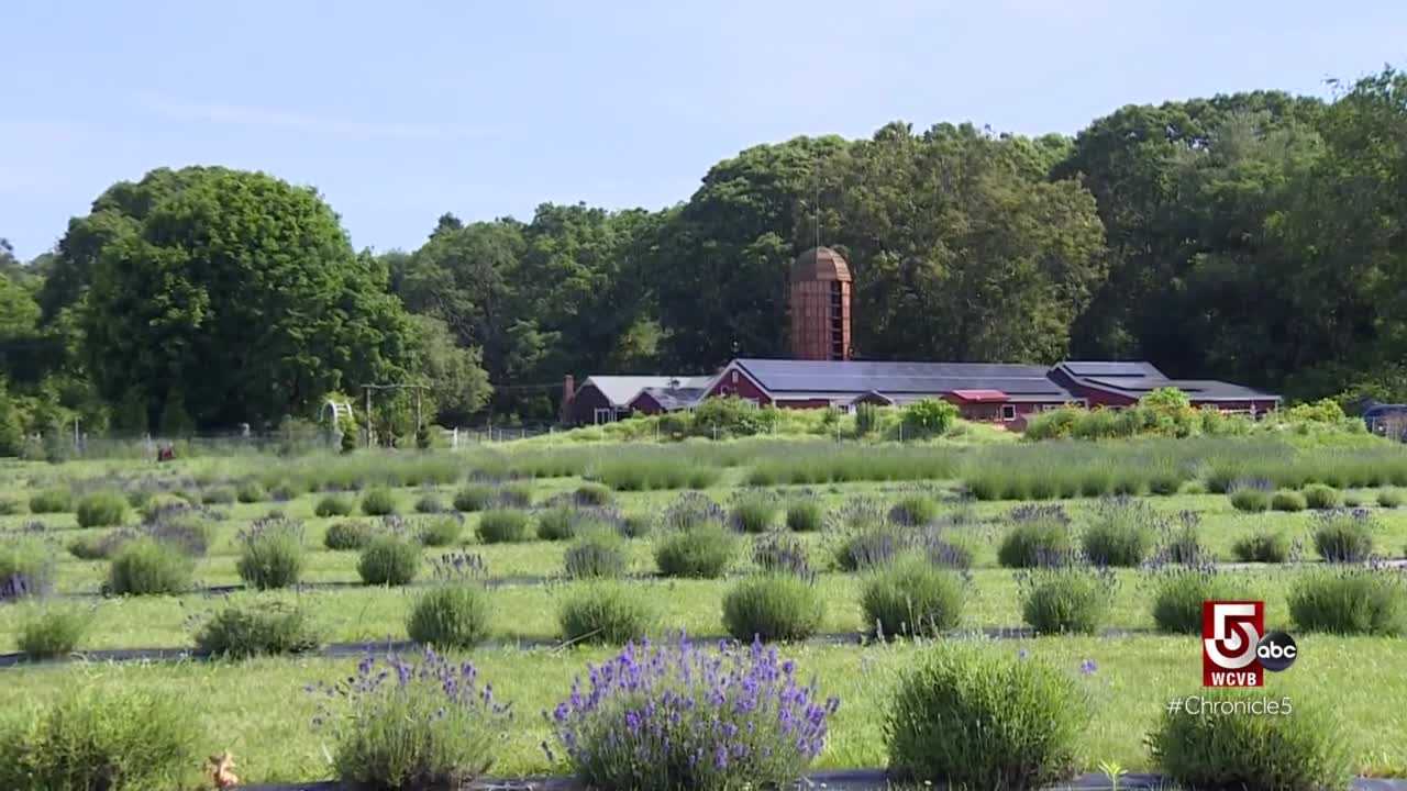 wcvb.com - Sustainable flower farming in Rhode Island