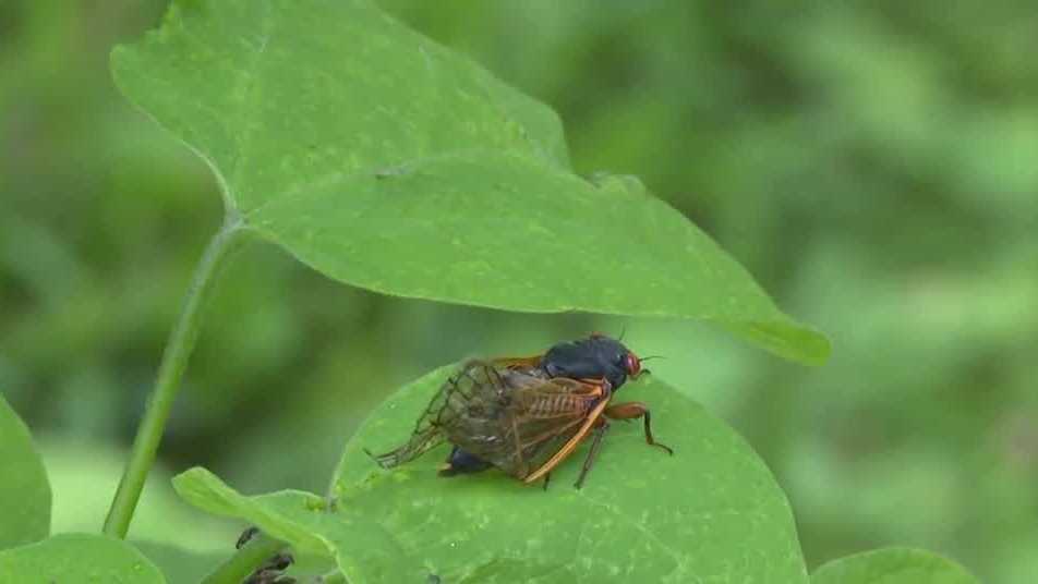 Kentucky Researchers Collect Data During Widespread Cicada Emergence