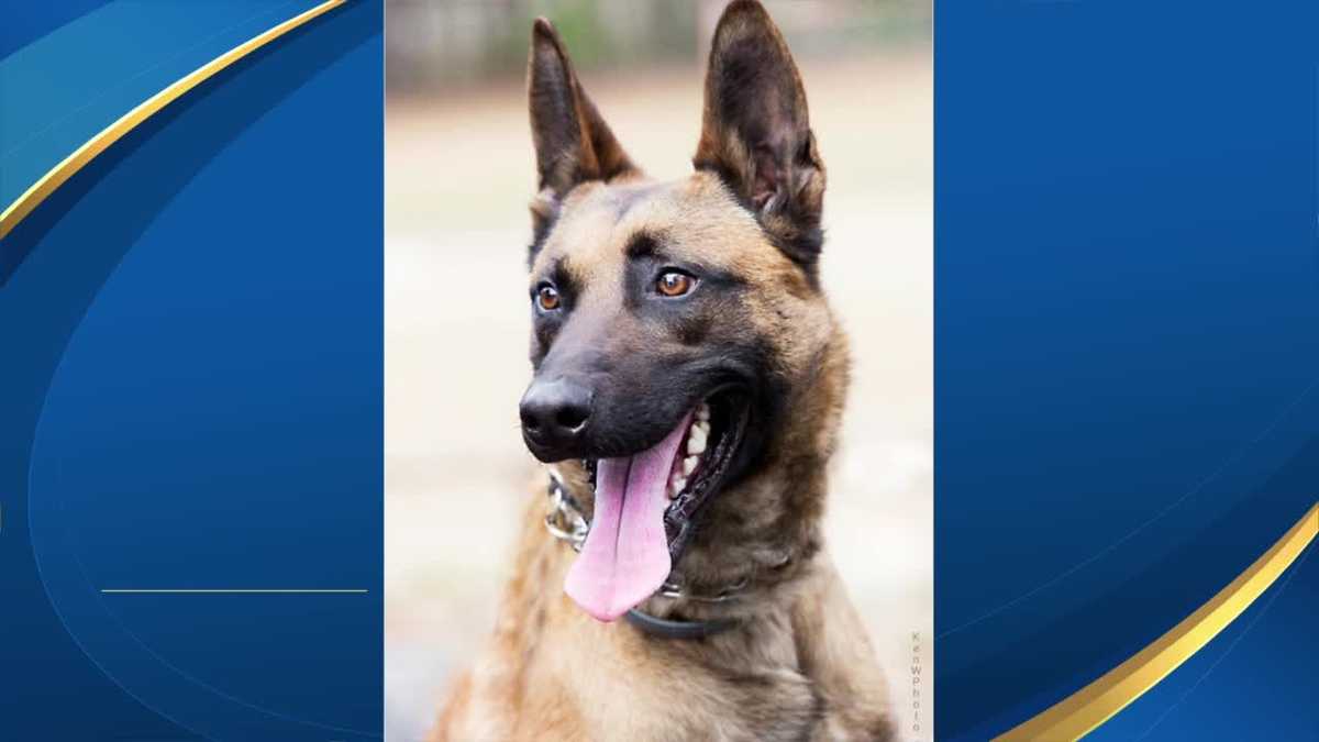 Merrimack police mourn K-9 who died after recent cancer diagnosis