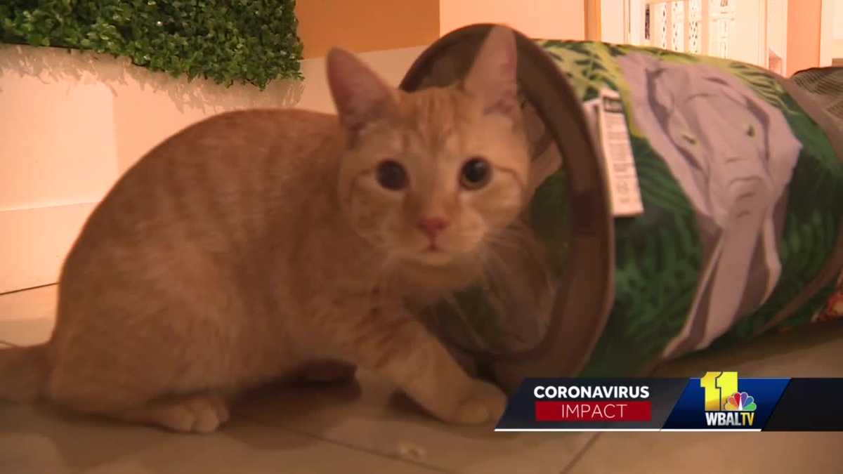 You can now adopt a pet while shopping at Westfield Annapolis Mall