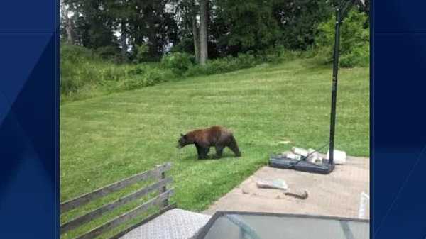 black bears spotted in eastern iowa