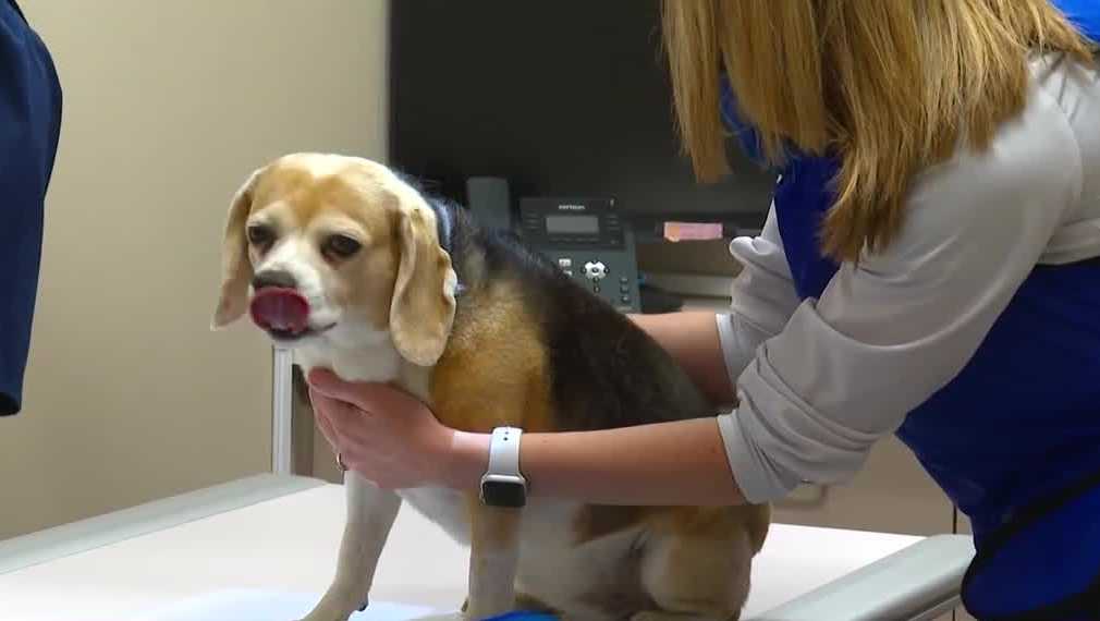 Mysterious dog illness confirmed in Des Moines