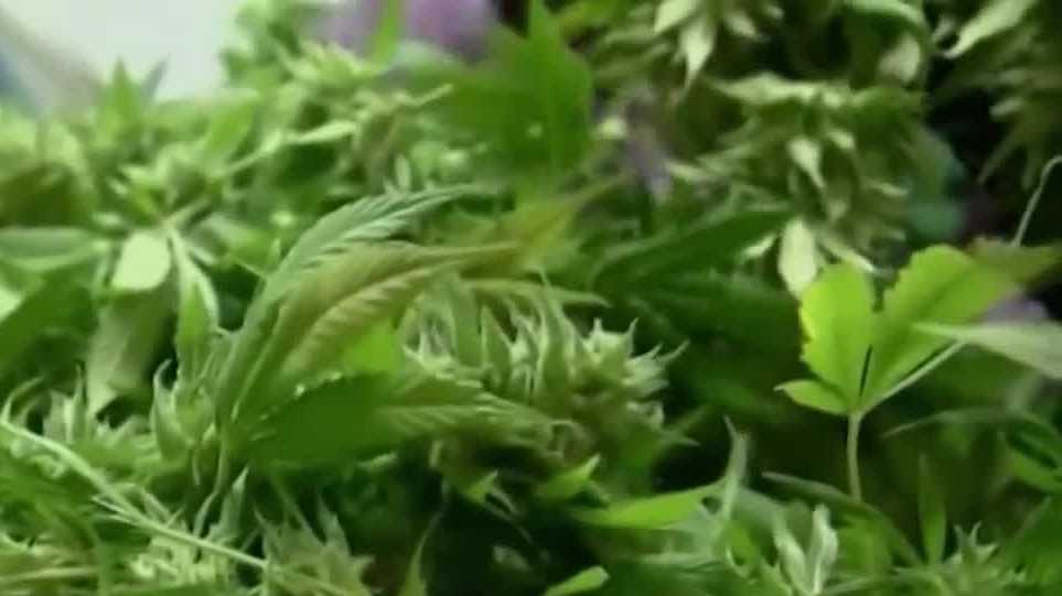'It's life or death for many people': Nebraskan Medical Cannabis Commission sets new regulations