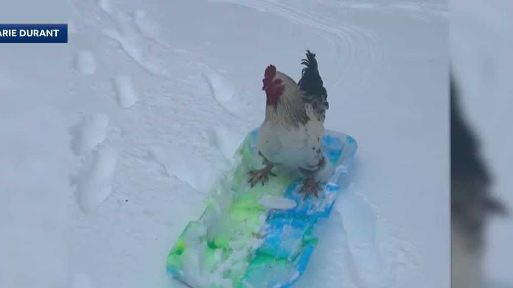 Chicken rides on sled in snow