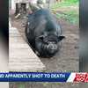 'She was really special': Police investigate death of pet pig dumped on NH road