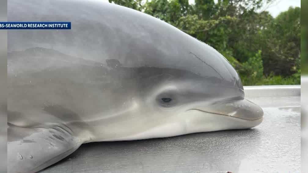 3 Florida Dolphins Die from Bird Flu: Scientists Investigate Cross-Species Transmission