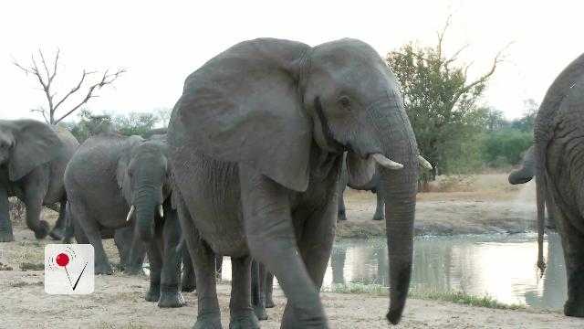 Study Shows Devastating Decline in Elephant Population