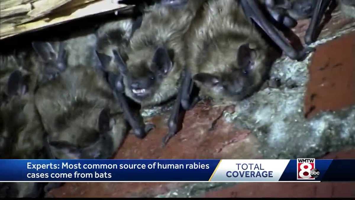 Bats most common source of human rabies cases, experts warn