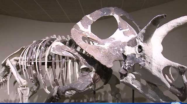 Milwaukee Public Museum provides 'first look' at future museum's exhibits - Vimarsana News