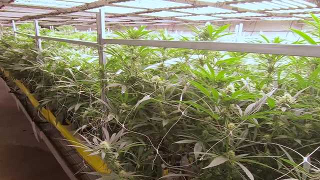 Exclusive: Behind the scenes at a Kansas City marijuana growth facility - Vimarsana News