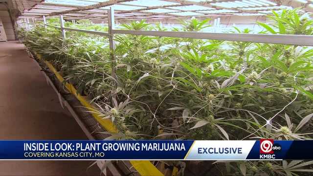 Marijuana sales in Missouri eclipse $120 million in June - Vimarsana News