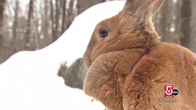 Moose, an influencer bunny, hikes the Northeast - Vimarsana News
