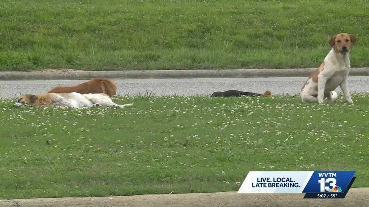 Sylacauga tables plan to shoot stray dogs amid public outcry