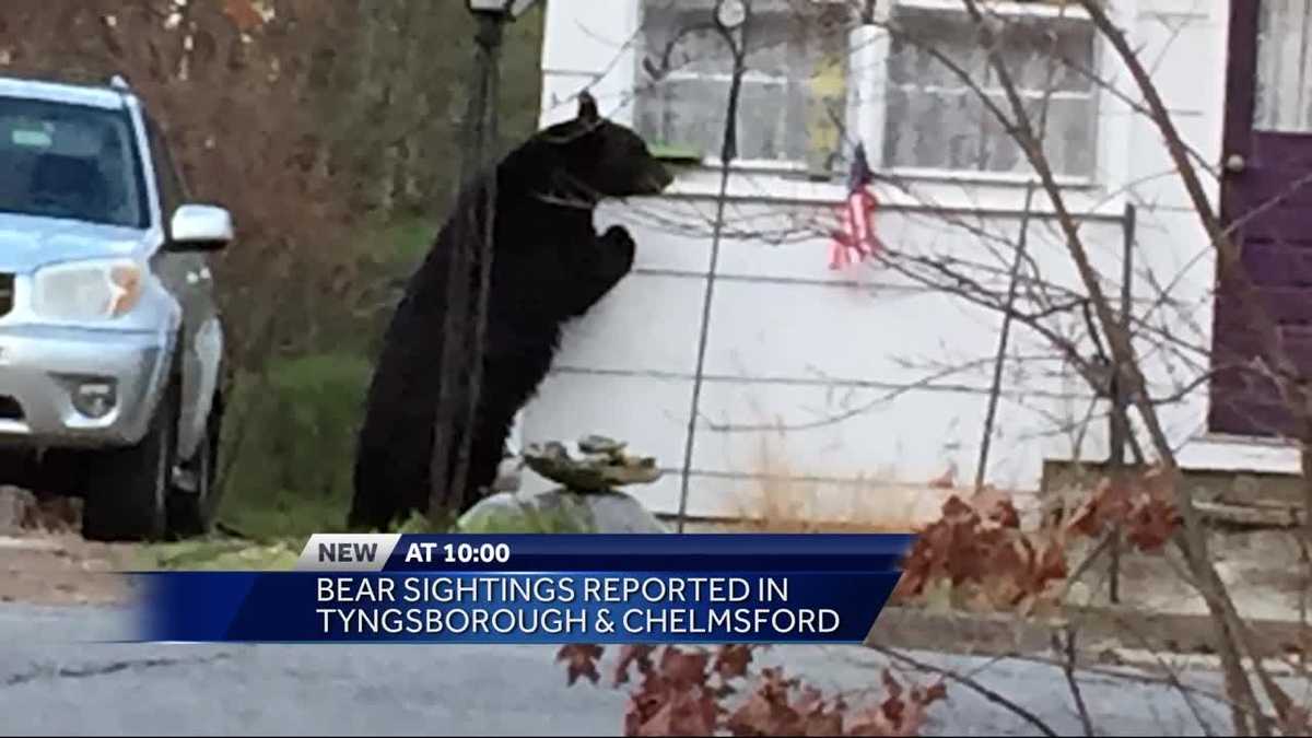 Bear sightings reported in several Massachusetts' towns
