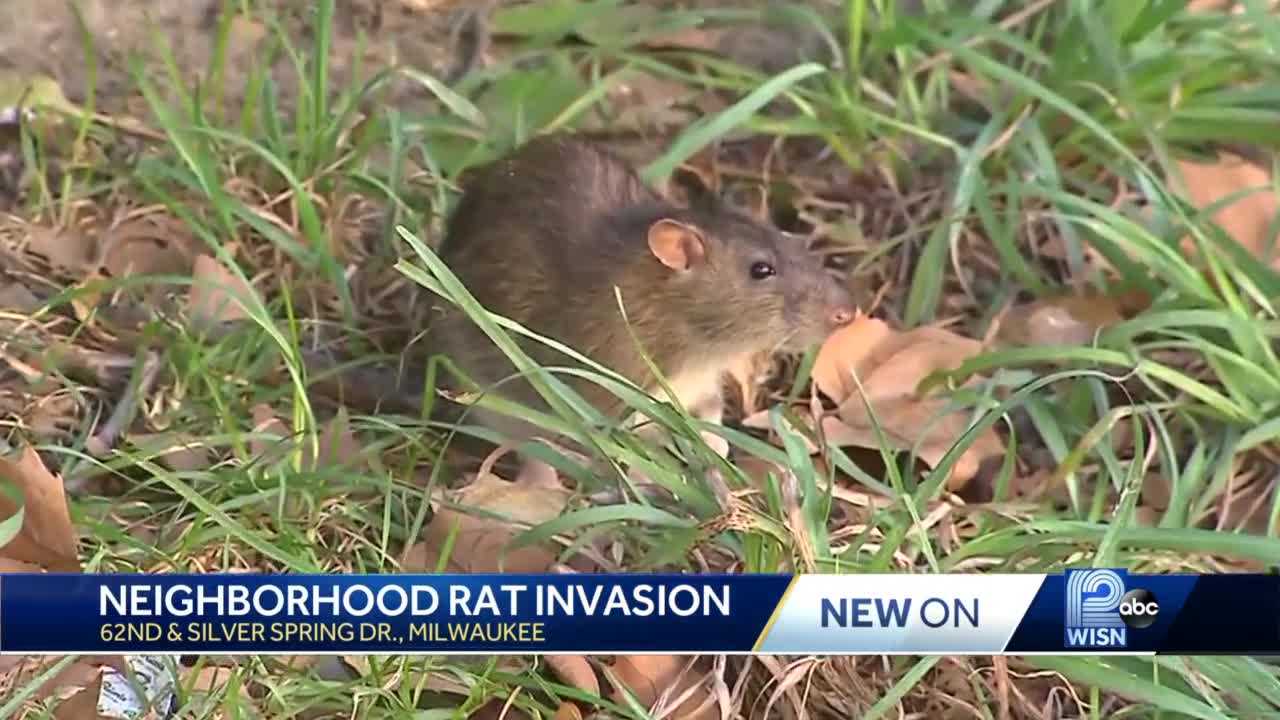 It's bad': Residents say rats plague Milwaukee housing complex