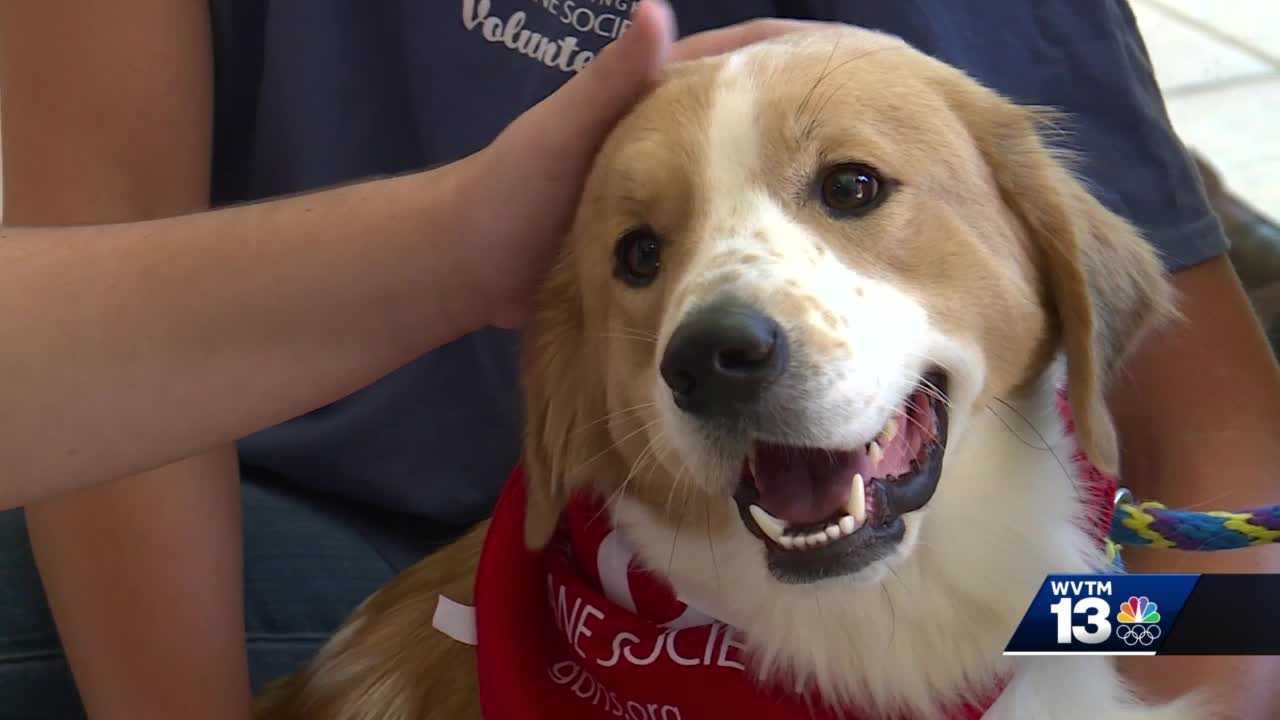 More Than 200 Animals Adopted At Greater Birmingham Humane Society For ...