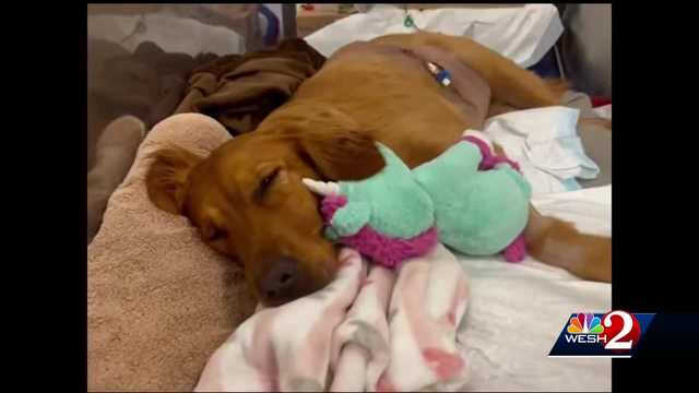 Orlando girls open lemonade stand to help pay for dog's recovery - Vimarsana News