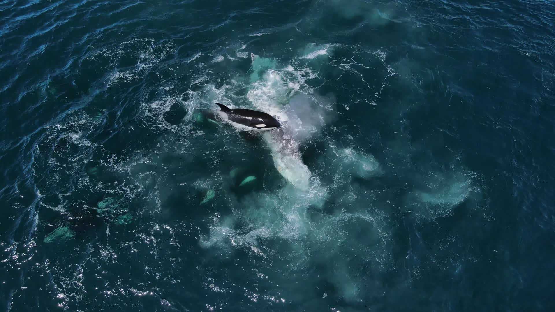 Drone Footage Captures Orcas Attacking Gray Whales In The Monterey Bay