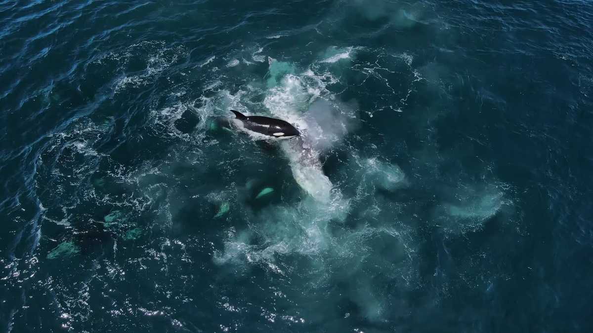 Drone footage captures orcas attacking gray whales in the Monterey Bay