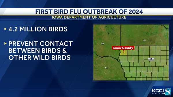 bird flu strikes flock of 4.2 million chickens in sioux county