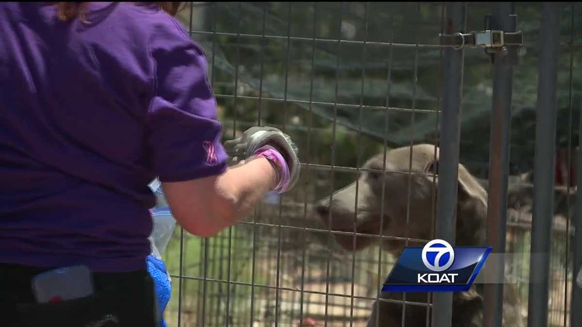 Balloonists spot dangerous dog kennel in rural NM