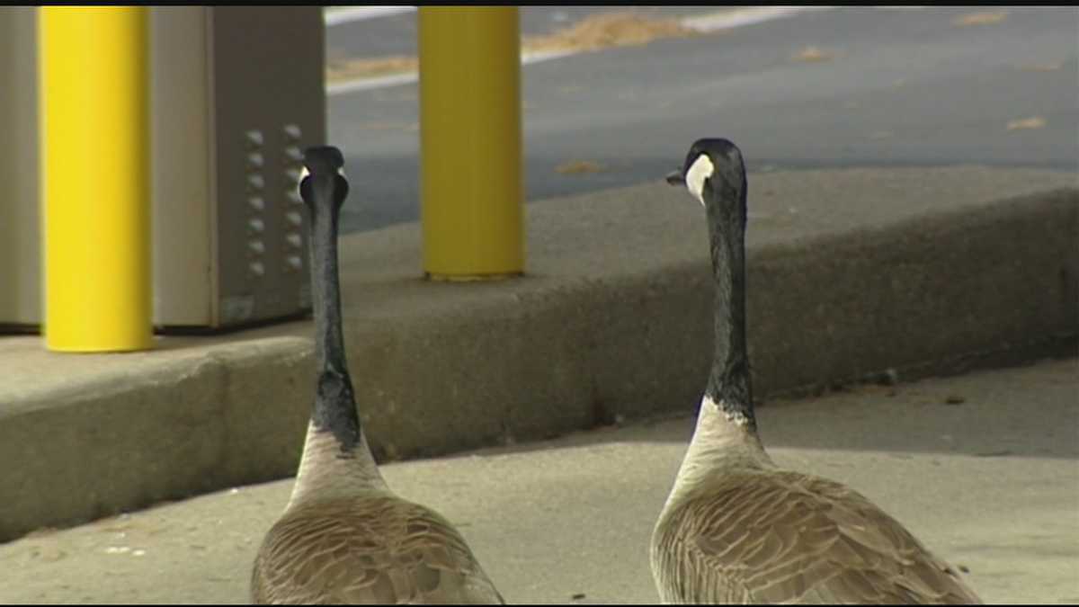 Geese making home at northern Kentucky bank again