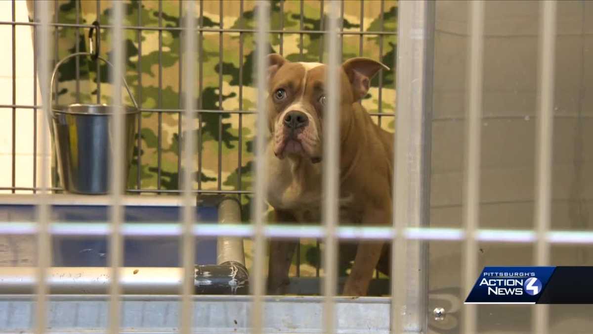 Dog found tied to dumpster in Pittsburgh