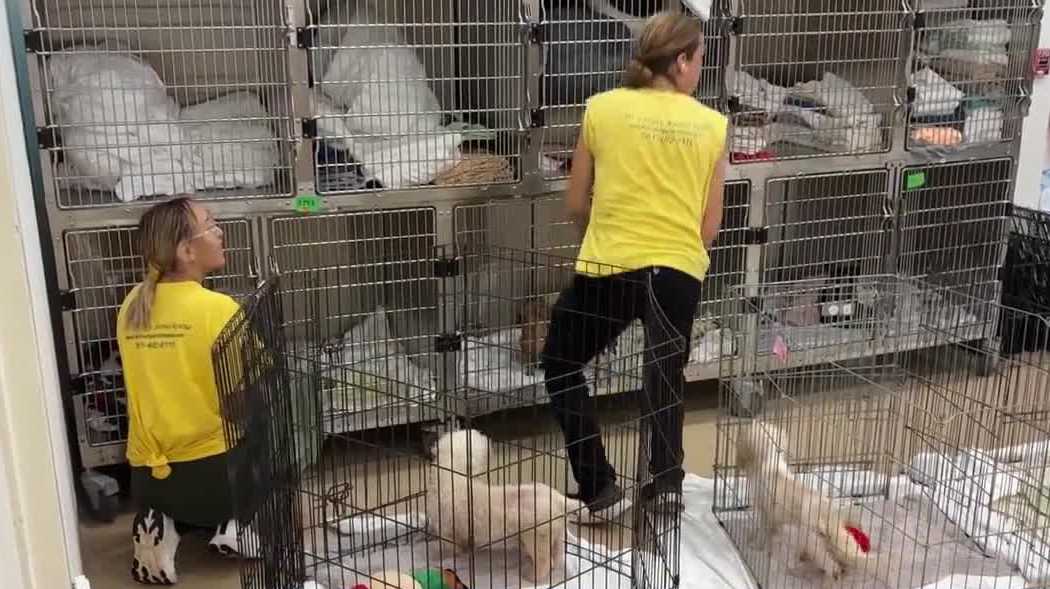 Chihuahuas rescued from Tennessee hoarding case face long road to recovery