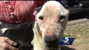 Deputies searching for owner of dog in metro abuse case