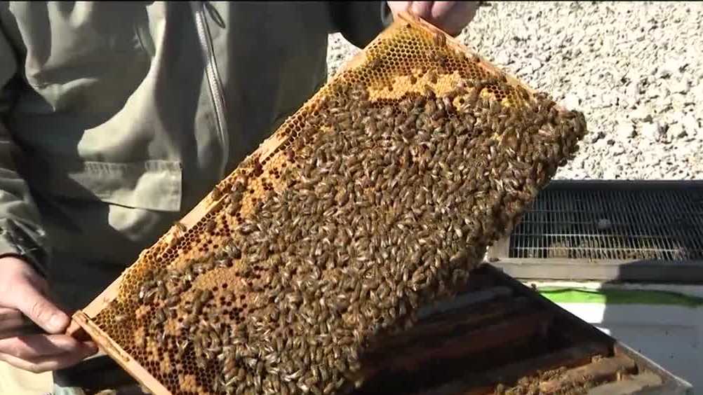 Pittsburgh International's honeybee initiative