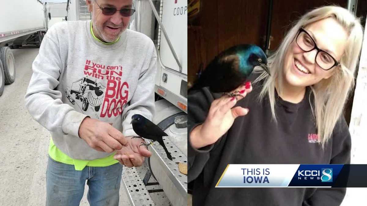 This is Iowa Social bird Eagle Grove's town celebrity